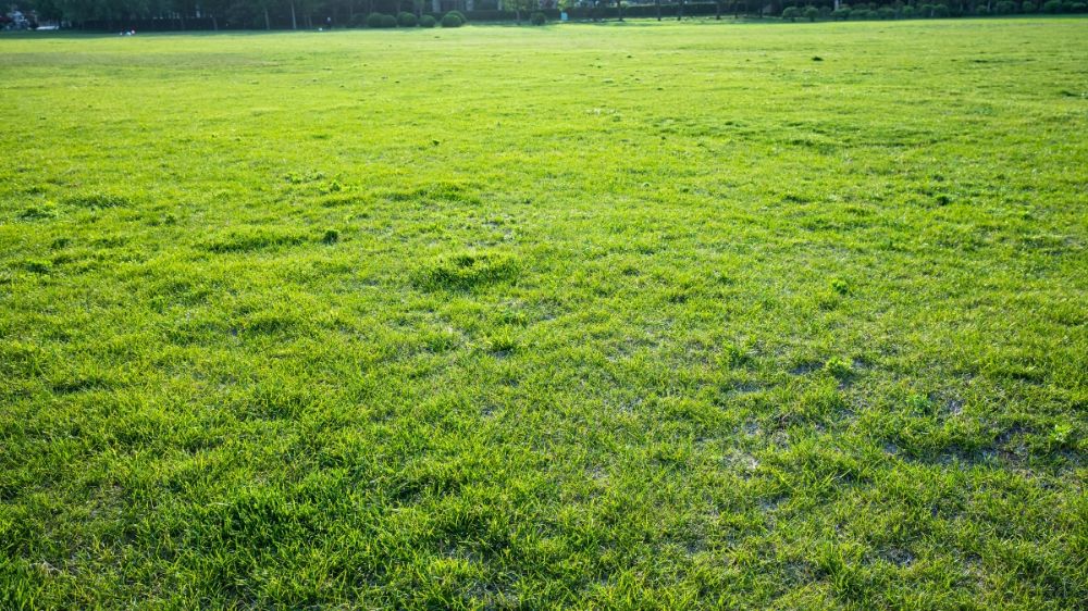 Revive a Patchy Lawn After Winter